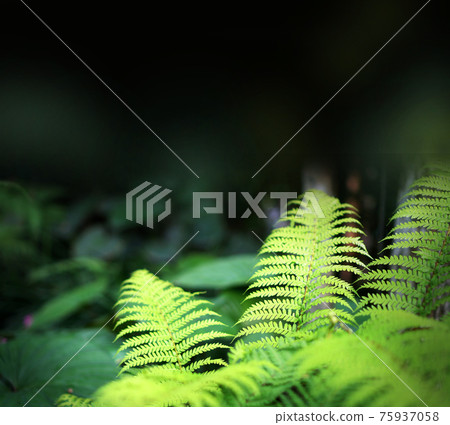 Fern forest tropical jungle close-up green lush waterfall background banner Fern forest tropical jungle close-up green lush waterfall background banner 75937058