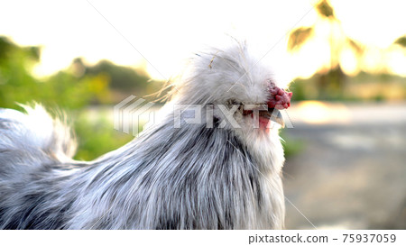 Close-up shot of silkie chicken white grey red long feather in mornign sunlight Close-up shot of silkie chicken white grey red long feather in mornign sunlight 75937059