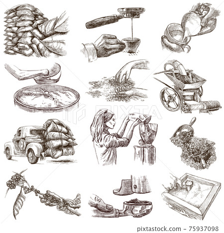 Coffee harvesting and processing. Agriculture. An hand drawn illustration. 75937098