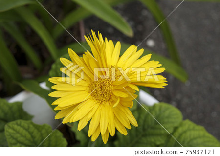 Twin yellow gerbera Twin yellow gerbera 75937121