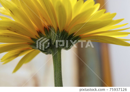 雙黃非洲菊 75937126