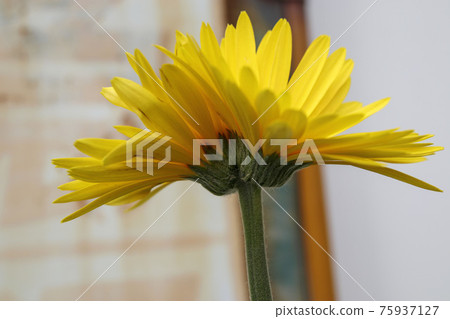 雙黃非洲菊 75937127