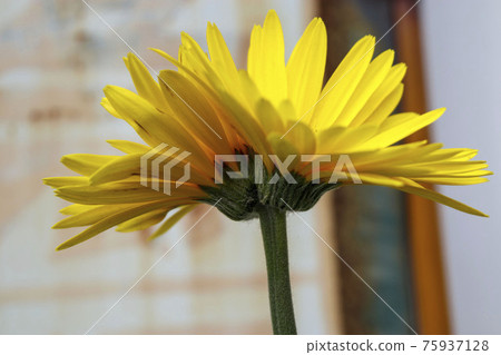 雙黃非洲菊 75937128