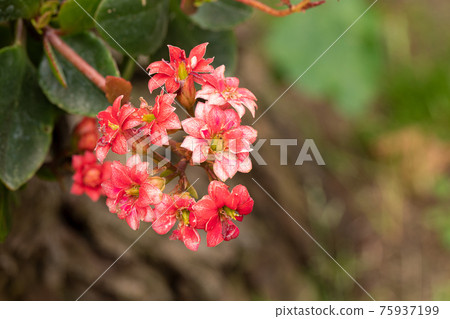Kalanchoe house plant Kalanchoe house plant 75937199