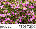 Wild thyme in bloom 75937200