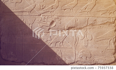 The Botanical Chamber, the Temple of Karnak hieroglyphic of exotic plants and birds on wall The Botanical Chamber, the Temple of Karnak hieroglyphic of exotic plants and birds on wall 75937338