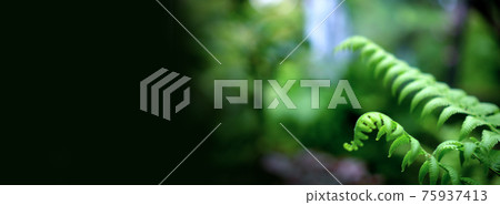 Fern forest tropical jungle close-up green lush waterfall background banner Fern forest tropical jungle close-up green lush waterfall background banner 75937413