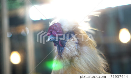 Cool animal Silkie chicken head close up backlit morning sun Cool animal Silkie chicken head close up backlit morning sun 75937444
