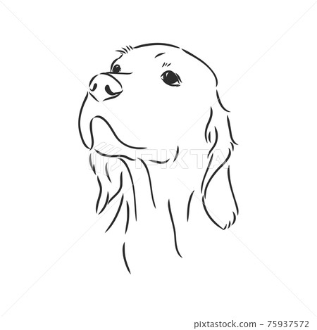 Dog Hand Drawn. English setter. Vector illustration isolated Dog Hand Drawn. English setter. Vector illustration isolated 75937572