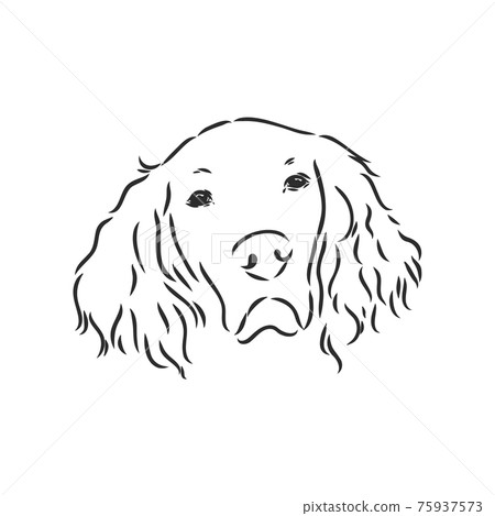 Dog Hand Drawn. English setter. Vector illustration isolated Dog Hand Drawn. English setter. Vector illustration isolated 75937573
