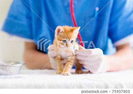 Vet with cat. Kitten at veterinarian doctor. 75937803