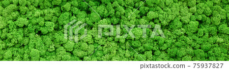 Moss texture background, panoramic banner with green reindeer moss Moss texture background, panoramic banner with green reindeer moss 75937827