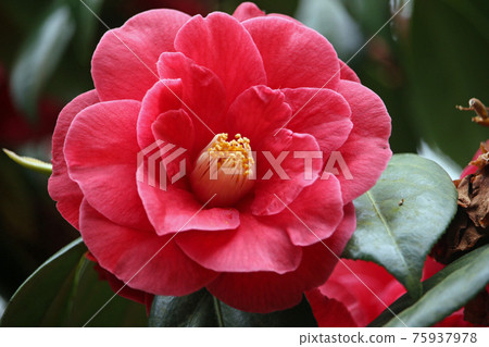 Deep pink camellia flower Deep pink camellia flower 75937978