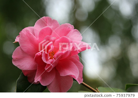 Pale pink camellia flower Pale pink camellia flower 75937979