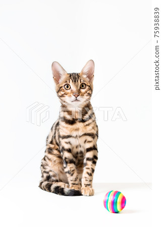 Cute bengal kitten sitting on white background with toy ball Cute bengal kitten sitting on white background with toy ball 75938839