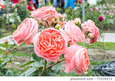 Blooming roses Blooming roses 75939253