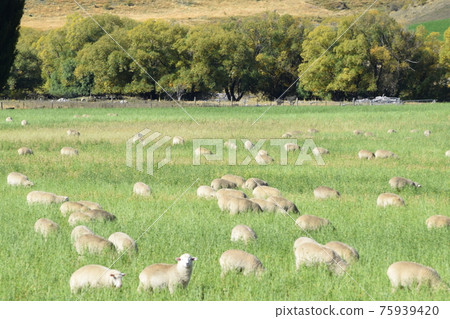 New Zealand sheep ranch 75939420