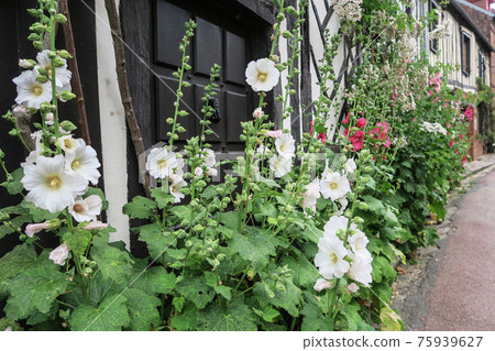 Road flowers in Gerberoy village Road flowers in Gerberoy village 75939627