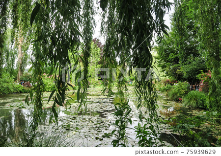 吉維尼,莫奈的花園池塘柳樹 吉維尼,莫奈的花園池塘柳樹 75939629