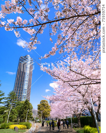 A row of cherry blossom trees in Hinokicho Park, Tokyo A row of cherry blossom trees in Hinokicho Park, Tokyo 75939754