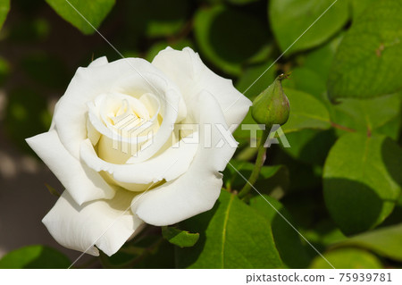 White Rose Flower In Bloom With Bud (Rosa jacare) White Rose Flower In Bloom With Bud (Rosa jacare) 75939781