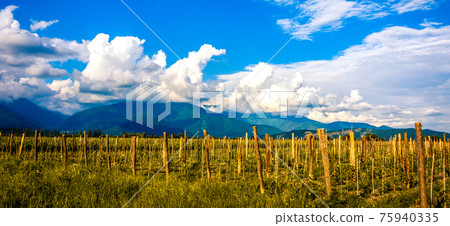 Vineyard 75940335