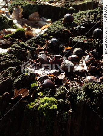 Spring Mudon Forest Spring Mudon Forest 75940359