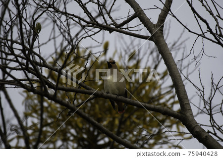 Japanese waxwing that came to mistletoe Japanese waxwing that came to mistletoe 75940428
