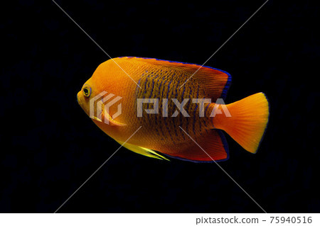 Clarion angelfish black background Clarion angelfish black background 75940516