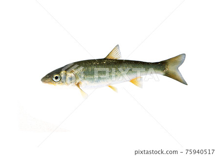 白色背景 75940517