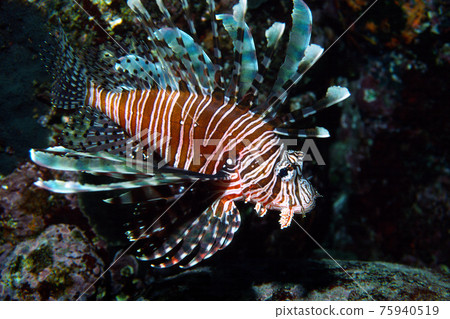 Lionfish up underwater 75940519