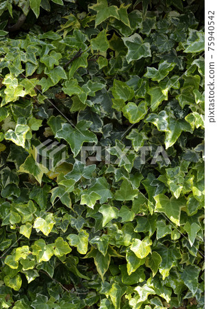 常春藤葉常春藤 常春藤葉常春藤 75940542