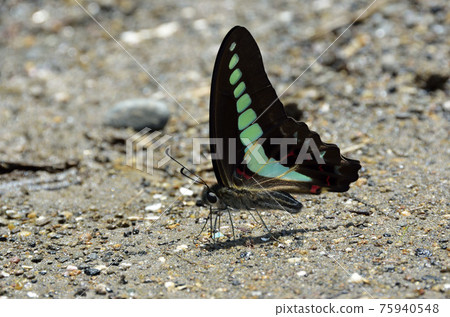 A butterfly that absorbs water A butterfly that absorbs water 75940548