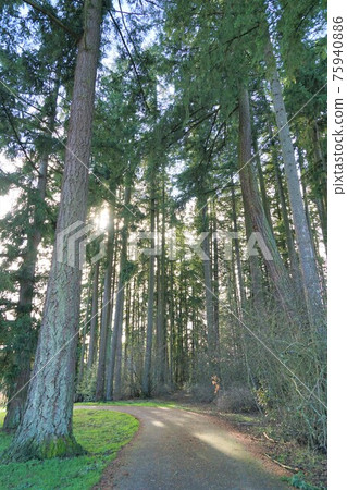 花旗松 花旗松 75940886