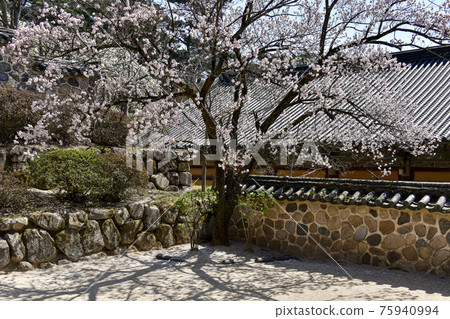 Spring at Bulguksa Temple in Gyeongju 75940994