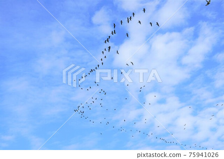 Canadian Canadian Canadian Canadian 75941026