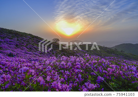 Spring in Hapcheon Hwangmaesan Spring in Hapcheon Hwangmaesan 75941103