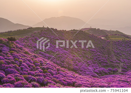 Spring in Hapcheon Hwangmaesan 75941104