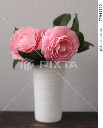 Camellia Camellia 75941110