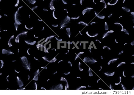Feather flat. White pastel angel feather closeup texture falling on dark background in pattern photography. Fashion color trends spring summer. 75941114