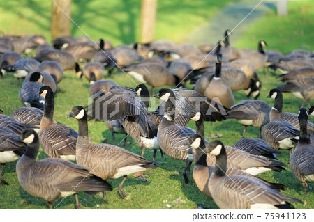 A group of tits A group of tits 75941123
