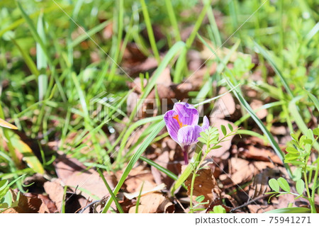 Crocus flower 75941271
