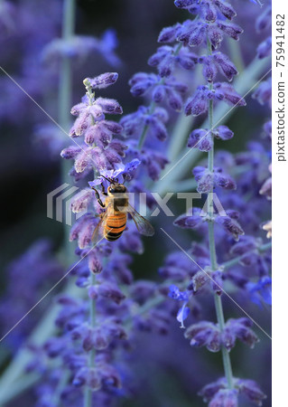 Vertical view of Western honey bee, Apis mellifera, on Russian Sage, Perovskia atriplicifolia 75941482