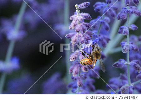 View of Western honey bee, Apis mellifera, on Russian Sage, Perovskia atriplicifolia 75941487