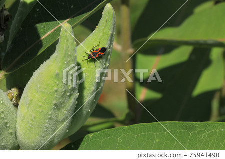 Large Milkweed Bug, Oncopeltus fasciatus, on Milkweed pods Large Milkweed Bug, Oncopeltus fasciatus, on Milkweed pods 75941490