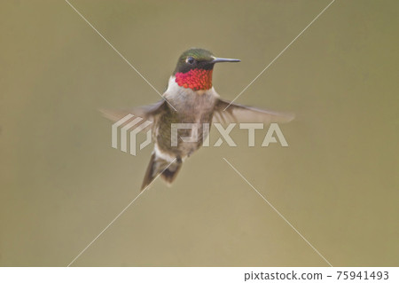 Male Ruby-throated Hummingbird, Archilochus colubris, flying 75941493