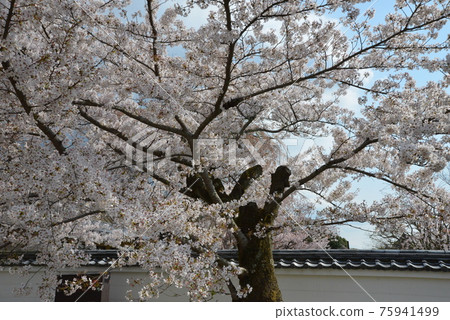 春天京都 75941499