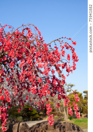 Red honey tree 75941882