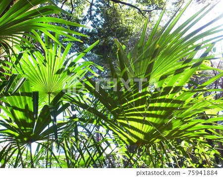 Konoha leaf silhouette 75941884