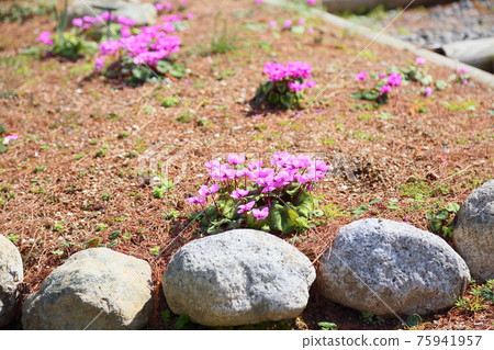 仙客來花鉀 75941957